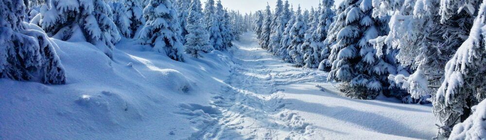 Fæld selv juletræer i Roskilde